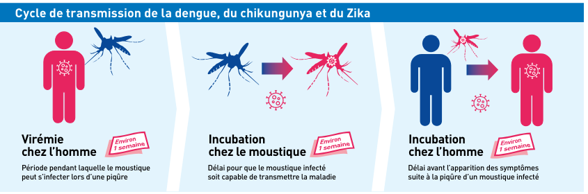 Chikungunya, dengue et zika